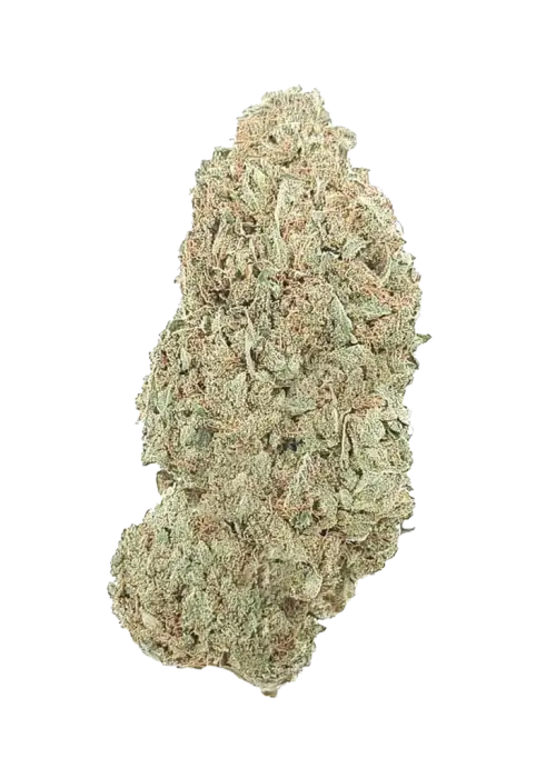 West Coast Sour, sert yakıtımsı aroması ve yüksek enerji veren etkisiyle öne çıkan bir sativa türüdür. Eşsiz genetik yapısını ve faydalarını keşfedin.