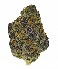 Wet P, toprak kokusu ve yüksek THC içeriğiyle öne çıkan dengeli bir hibrit türdür. Ağrı ve stres giderme potansiyelini keşfedin ve genetik yapısını görüntüleyin.