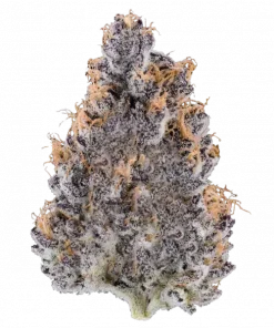 Wet Wet, tatlı aroması ve 'ye varan THC içeriğiyle öne çıkan indica dominant türdür. Rahatlatıcı etkileriyle bilinen bu türü keşfedin.