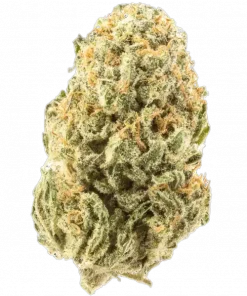 Where’s My Bike V2.0, yakıtımsı ve böğürtlen aromalarıyla öne çıkan dengeli bir hibrit türüdür. Yaratıcılığı artıran bu türün genetik yapısını keşfedin.