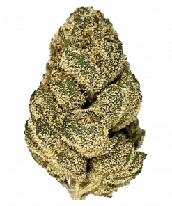 White 99, keskin limon aroması ve 'e varan THC içeriğiyle öne çıkan Sativa baskın bir türdür. Yaratıcılığı artıran bu türü keşfedin.