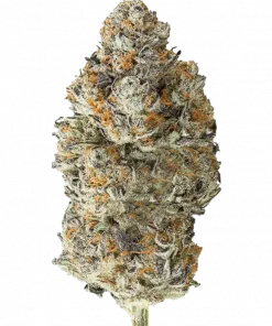 White Burgundy, kremsi tadı ve dengeli etkisiyle öne çıkan bir hibrit türdür. Öfori ve rahatlama sunar. Genetik yapısını keşfedin ve deneyimini yaşayın.