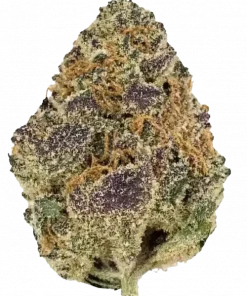 White Cherry Gelato, çiçeksi aroması ve rahatlatıcı etkisiyle öne çıkan dengeli bir hibrit türdür. Zihinsel ve fiziksel etkilerini keşfedin ve hasat detaylarını görüntüleyin.