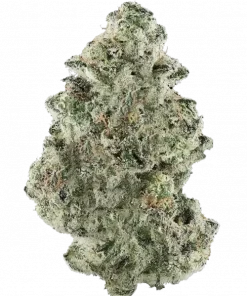 White Chocolope, çikolata aromaları ve yüksek THC içeriğiyle bilinen Sativa baskın bir türdür. Enerjik etkileri ve genetik yapısını keşfedin.