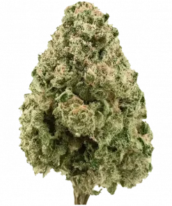 White Cookies (White Oreos), vanilya aroması ve rahatlatıcı etkileriyle bilinen indica dominant bir türdür. Eşsiz lezzetini keşfetmek için hemen görüntüleyin.