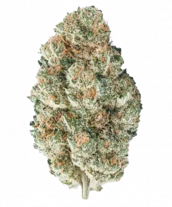 White Fire OG, yakıtımsı aroması ve yüksek THC içeriğiyle öne çıkan Indica dominant bir türdür. Benzersiz genetik yapısını ve potansiyel faydalarını keşfedin.