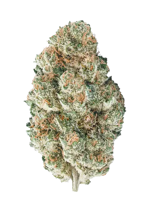 White Fire OG, yakıtımsı aroması ve yüksek THC içeriğiyle öne çıkan Indica dominant bir türdür. Benzersiz genetik yapısını ve potansiyel faydalarını keşfedin.