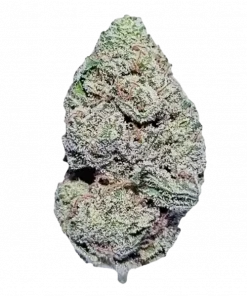 White Gold (Oro Blanco), yakıtımsı aroması ve yüksek THC içeriğiyle bilinen Indica baskın bir türdür. Enerji veren etkilerini keşfedin ve hemen görüntüleyin.