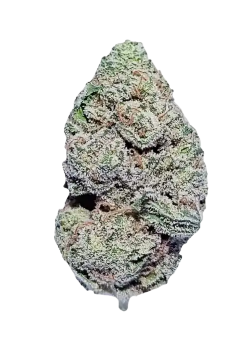 White Gold (Oro Blanco), yakıtımsı aroması ve yüksek THC içeriğiyle bilinen Indica baskın bir türdür. Enerji veren etkilerini keşfedin ve hemen görüntüleyin.