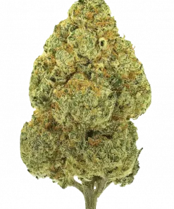 White Gorilla Haze, sert kahve aroması ve yüksek sativa etkisiyle öne çıkan bir hibrit türdür. Depresyon ve stres için potansiyel faydalarını keşfedin.