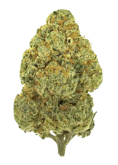 White Gorilla Haze, sert kahve aroması ve yüksek sativa etkisiyle öne çıkan bir hibrit türdür. Depresyon ve stres için potansiyel faydalarını keşfedin.