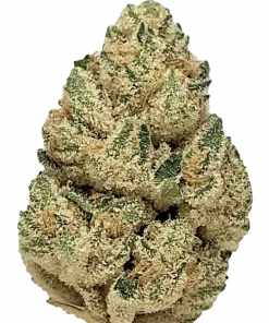 White Guava, tatlı aroması ve yüksek THC içeriğiyle bilinen Indica baskın bir türdür. Uykusuzluk ve ağrı için ideal. Genetik yapısını keşfedin.