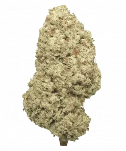 White Guava Gelato, tatlı tropikal aroması ve dengeli genetiğiyle öne çıkan bir hibrit türdür. THC oranı yüksek bu türün etkilerini keşfedin.