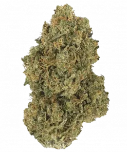 White Ice, tatlı aroması ve güçlü Indica etkisiyle bilinen bir türdür. Uykusuzluk ve ağrı için ideal. Bu eşsiz türü keşfedin ve özelliklerini görüntüleyin.