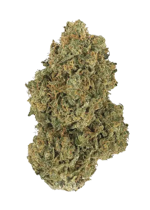 White Ice, tatlı aroması ve güçlü Indica etkisiyle bilinen bir türdür. Uykusuzluk ve ağrı için ideal. Bu eşsiz türü keşfedin ve özelliklerini görüntüleyin.