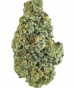 White Jewel, baharatlı aroması ve yüksek reçine üretimiyle bilinen sativa baskın bir türdür. Canlandırıcı etkileriyle öne çıkar. Genetik özelliklerini keşfedin.