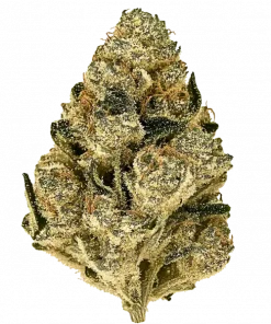 White Nerds, yakıtımsı aroması ve yüksek THC içeriğiyle öne çıkan dengeli bir hibrit türdür. Yaratıcılığı artıran etkilerini keşfedin ve genetik yapısını görüntüleyin.