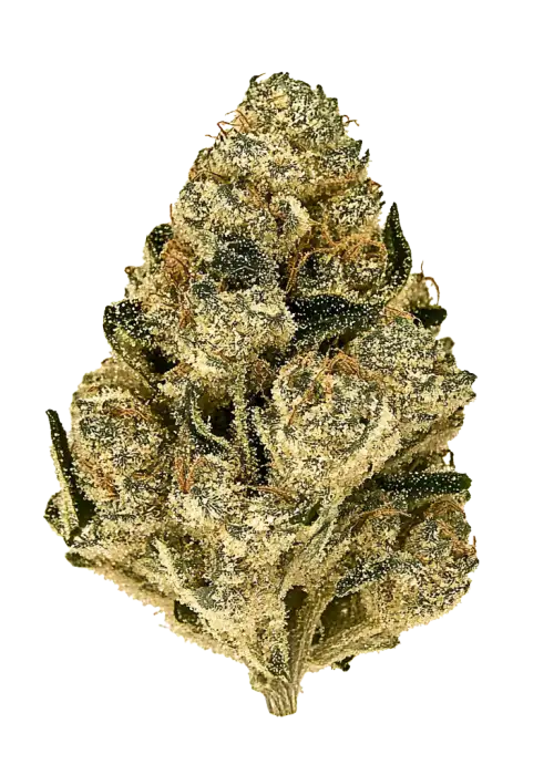 White Nerds, yakıtımsı aroması ve yüksek THC içeriğiyle öne çıkan dengeli bir hibrit türdür. Yaratıcılığı artıran etkilerini keşfedin ve genetik yapısını görüntüleyin.