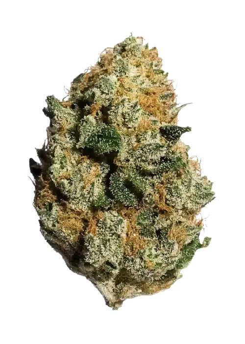 White OG x Runtz, meyvemsi aroması ve yüksek THC içeriğiyle öne çıkan Indica dominant bir türdür. Depresyon ve ağrı için ideal. Genetik yapısını keşfedin.