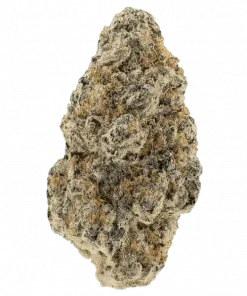 White Orangutan, tropikal meyve aromaları ve enerjik etkisiyle öne çıkan hibrit bir türdür. Yaratıcılığı artıran bu türün genetik yapısını keşfedin.