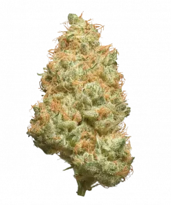 White Rabbit, tatlı meyve aromaları ve dengeli etkisiyle öne çıkan Indica Sativa türüdür. Yüksek THC içeriğiyle dikkat çeker. Özelliklerini keşfedin.