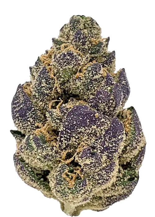 White Rainbow, sert yakıtımsı aroması ve yüksek THC içeriğiyle öne çıkan Sativa baskın bir türdür. Zihinsel berraklığı ve rahatlamayı keşfedin.