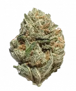 White Rhino, baharatlı aroması ve yüksek THC içeriğiyle öne çıkan Indica dominant türdür. Ağrı ve stresi azaltan genetik yapısını keşfedin.