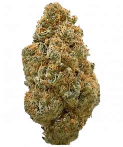 Great White Shark, sert aroması ve yüksek THC içeriğiyle bilinen Indica dominant bir türdür. Dengeli etkileriyle öne çıkar. Genetik yapısını keşfedin.
