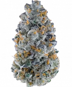 White Sherb, tatlı meyve aroması ve 'e varan THC içeriğiyle öne çıkan indica dominant bir türdür. Rahatlatıcı etkilerini keşfetmek için hemen görüntüleyin.