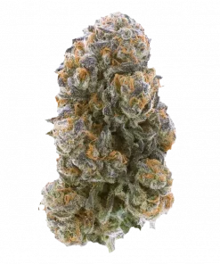 White Soho, yakıtımsı aroması ve yüksek THC içeriğiyle öne çıkan Indica ağırlıklı bir türdür. Etkilerini ve genetik yapısını keşfetmek için hemen görüntüleyin.