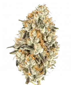 White Truffle, yüksek THC'si ve yatıştırıcı etkileriyle bilinen bir Indica türüdür. Limon aromalı bu hibritin genetik yapısını keşfedin ve özelliklerini görüntüleyin.