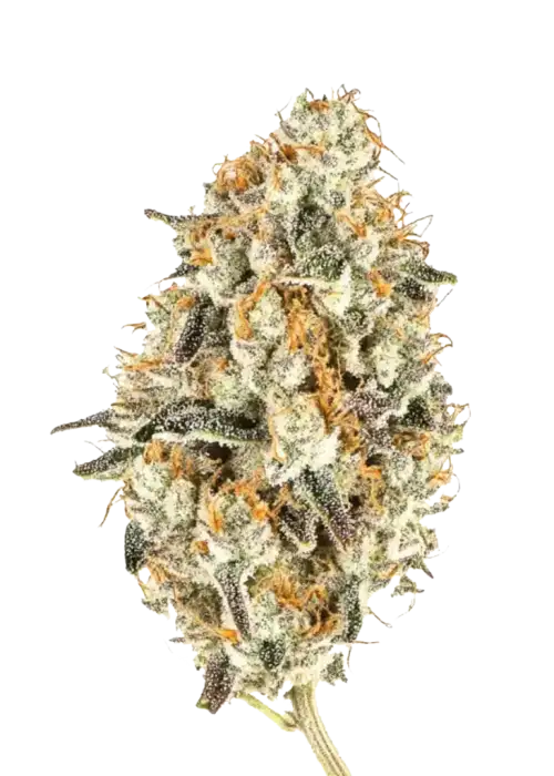 White Truffle, yüksek THC'si ve yatıştırıcı etkileriyle bilinen bir Indica türüdür. Limon aromalı bu hibritin genetik yapısını keşfedin ve özelliklerini görüntüleyin.