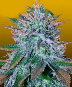White Widow Auto Fem Esrar Tohumu (Crop King Seeds)