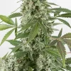 White Widow Auto Fem Esrar Tohumu (Dinafem)
