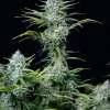 White Widow Auto Fem Esrar Tohumu (Fast Buds)