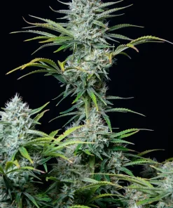 White Widow Auto Fem Esrar Tohumu (Fast Buds)