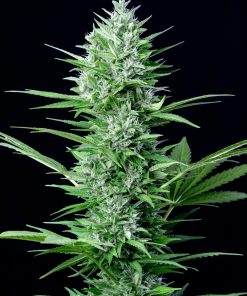 White Widow Auto Fem Esrar Tohumu (Fast Buds)