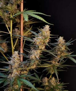 White Widow Auto Fem Esrar Tohumu (Fast Buds)