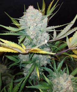 White Widow Auto Fem Esrar Tohumu (Fast Buds)