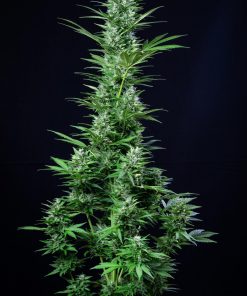 White Widow Auto Fem Esrar Tohumu (Fast Buds)