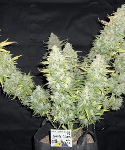 White Widow Auto Fem Esrar Tohumu (Fast Buds)