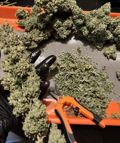 White Widow Auto Fem Esrar Tohumu (Fast Buds)