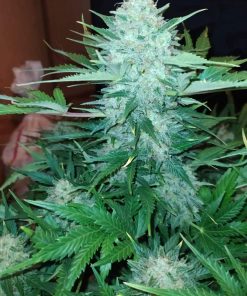 White Widow Auto Fem Esrar Tohumu (Fast Buds)