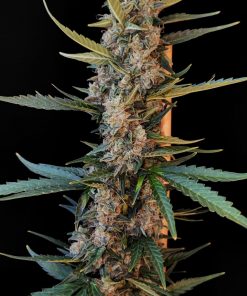 White Widow Auto Fem Esrar Tohumu (Fast Buds)