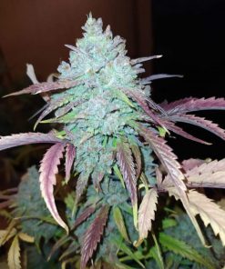 White Widow Auto Fem Esrar Tohumu (Fast Buds)