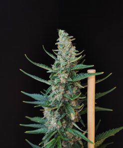 White Widow Auto Fem Esrar Tohumu (Fast Buds)