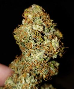 White Widow Auto Fem Esrar Tohumu (ILGM)