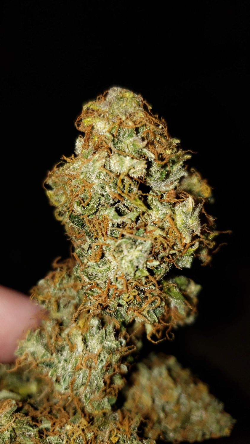 White Widow Auto Fem Esrar Tohumu (ILGM)