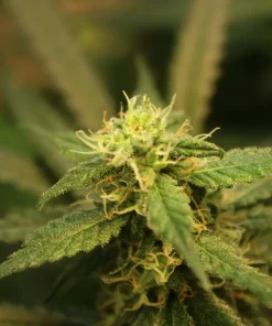 White Widow Auto Fem Esrar Tohumu (Seedsman)