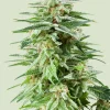 White Widow Feminized Esrar Tohumu (Royal Queen Seeds)